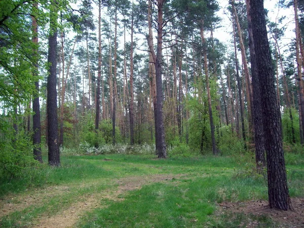 Forest Het Platteland Bomen Struiken — Stockfoto