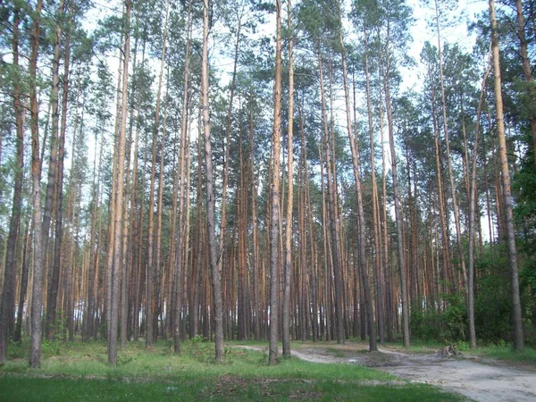 Skog Landskapet Träden Och Buskarna — Stockfoto