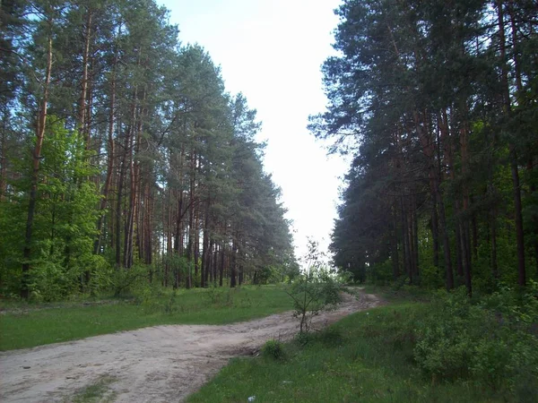 Forest Het Platteland Bomen Struiken — Stockfoto