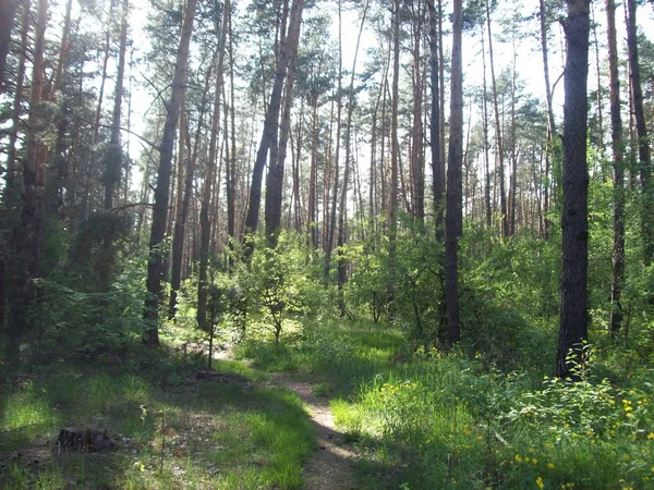 Forest Countryside Trees Bushes — Stock Photo, Image