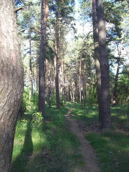 Wald Auf Dem Land Bäume Und Sträucher — Stockfoto