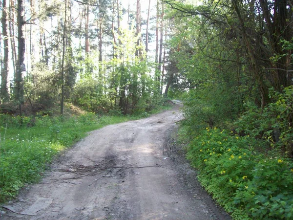 Wald Auf Dem Land Bäume Und Sträucher — Stockfoto