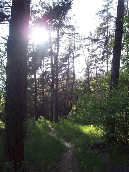 Wald Auf Dem Land Bäume Und Sträucher — Stockfoto