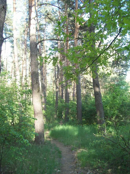 Wald Auf Dem Land Bäume Und Sträucher — Stockfoto