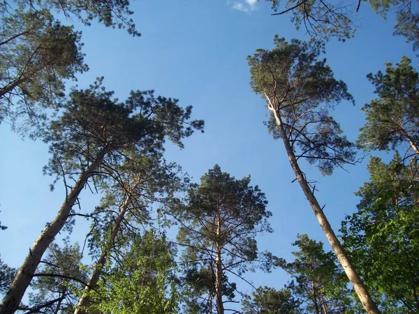 Floresta Campo Árvores Arbustos — Fotografia de Stock