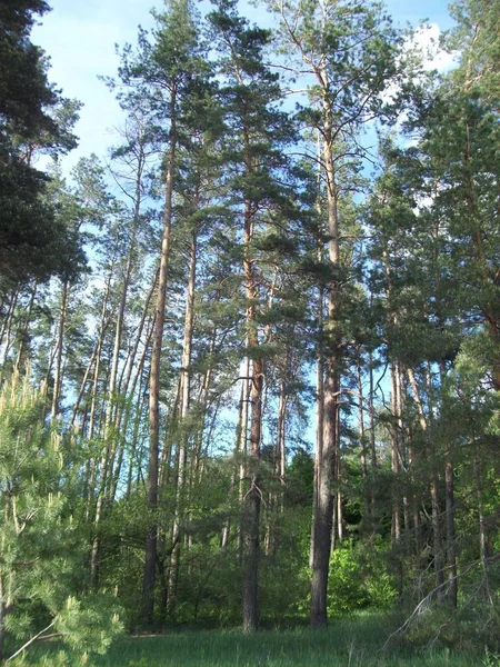 Floresta Campo Árvores Arbustos — Fotografia de Stock