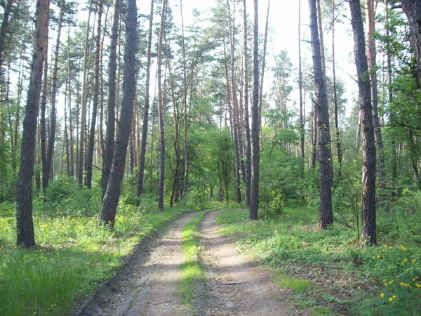 Orman kırsal, ağaçlar ve çalılar