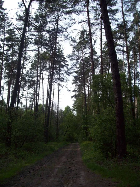 Floresta Campo Árvores Arbustos — Fotografia de Stock