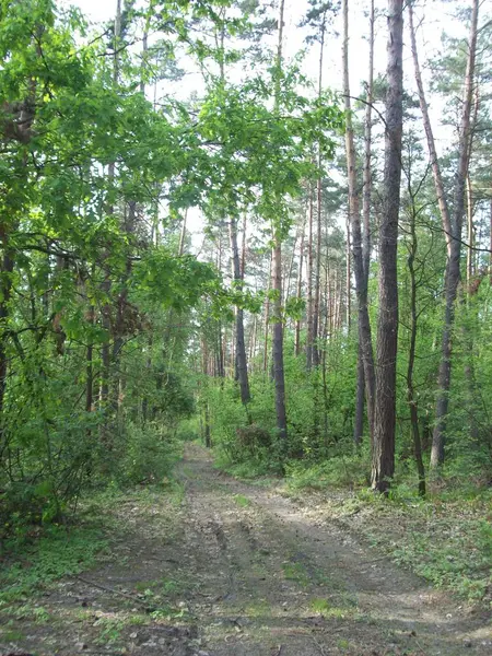 Forêt Campagne Arbres Buissons — Photo