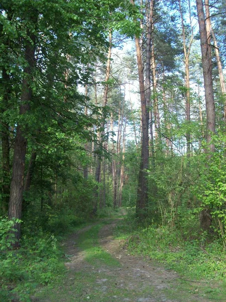 Floresta Campo Árvores Arbustos — Fotografia de Stock