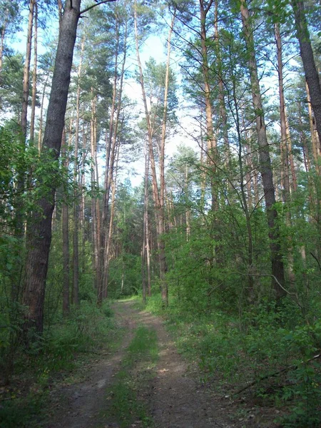 Bosque Campo Árboles Arbustos — Foto de Stock