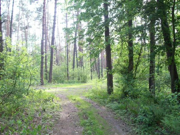 Wald Auf Dem Land Bäume Und Sträucher — Stockfoto