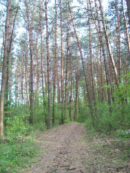 Skog Landskapet Träden Och Buskarna — Stockfoto