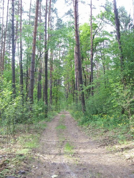 Floresta Campo Árvores Arbustos — Fotografia de Stock