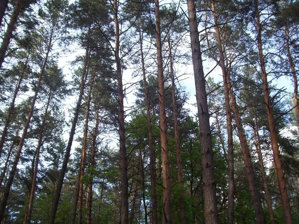 Floresta Campo Árvores Arbustos — Fotografia de Stock
