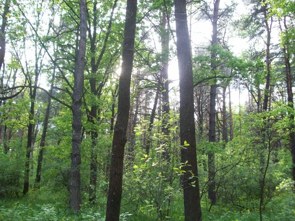 Bosque Campo Árboles Arbustos — Foto de Stock