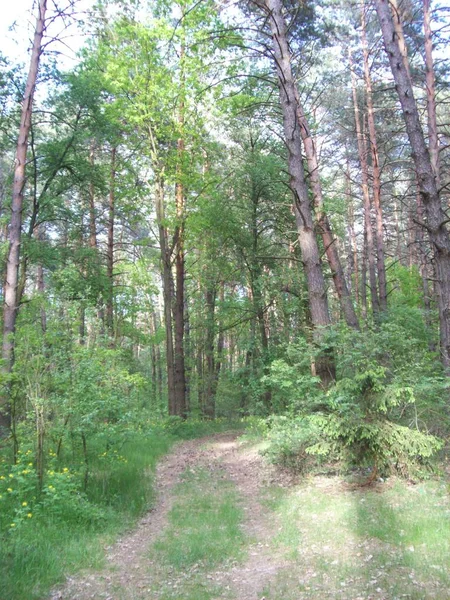 Floresta Campo Árvores Arbustos — Fotografia de Stock