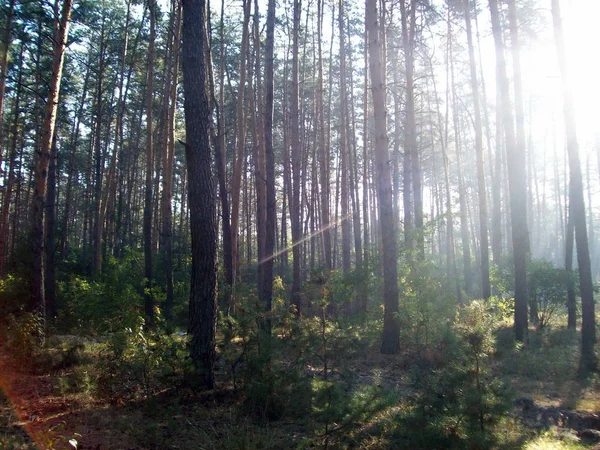 Lesa Krajině Stromy Keře — Stock fotografie