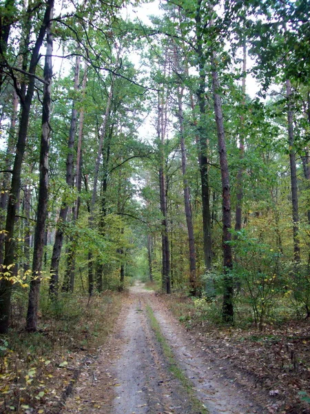 Forest Het Platteland Bomen Struiken — Stockfoto