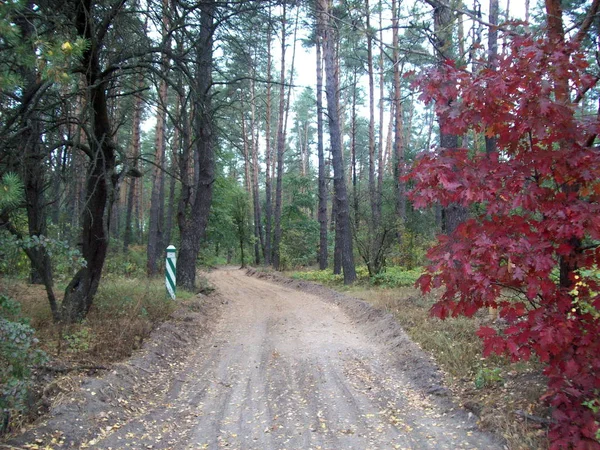 Wald Auf Dem Land Bäume Und Sträucher — Stockfoto