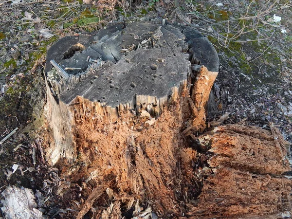 Skog Landskapet Träden Och Buskarna — Stockfoto