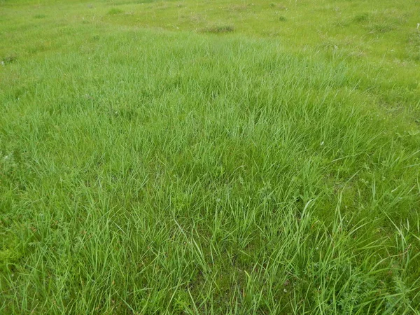 Зеленый Фон Травы Крупный План — стоковое фото