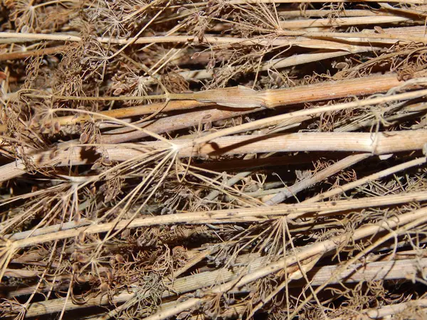 Textur Aus Holz Und Stöcken Zum Entzünden Eines Ofens — Stockfoto