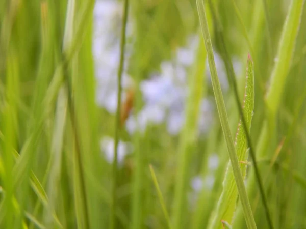 緑の草の背景クローズアップ — ストック写真