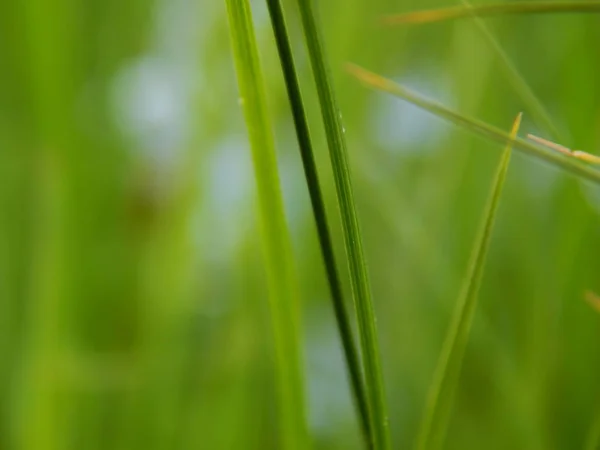緑の草の背景クローズアップ — ストック写真