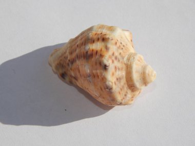 Sea and ocean shells on a white background