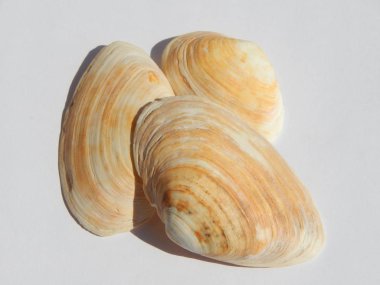 Sea and ocean shells on a white background