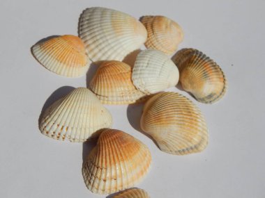 Sea and ocean shells on a white background