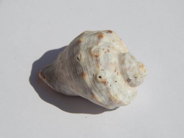 Sea and ocean shells on a white background