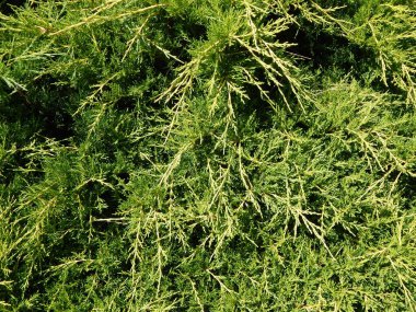 Kompozisyon ve doku grafik kaynakları Tasarla