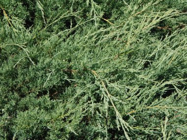 Kompozisyon ve doku grafik kaynakları Tasarla