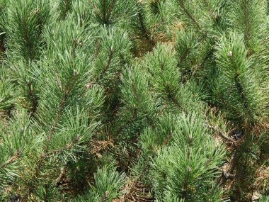 Kompozisyon ve doku grafik kaynakları Tasarla