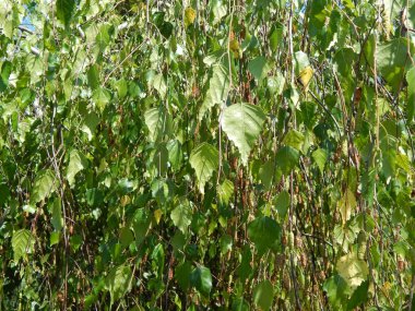 Kompozisyon ve doku grafik kaynakları Tasarla