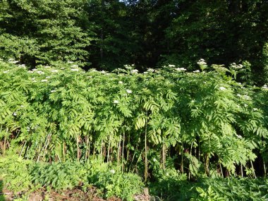 Kompozisyon ve doku grafik kaynakları Tasarla