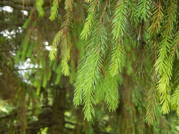 Texture Spruce Pine Needles — Stock Photo, Image
