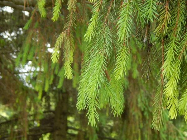 Texture Spruce Pine Needles — Stockfoto