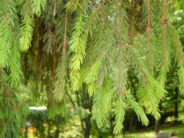 Texture Spruce Pine Needles — Stok fotoğraf