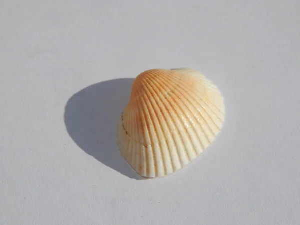Sea Ocean Shells White Background — 스톡 사진