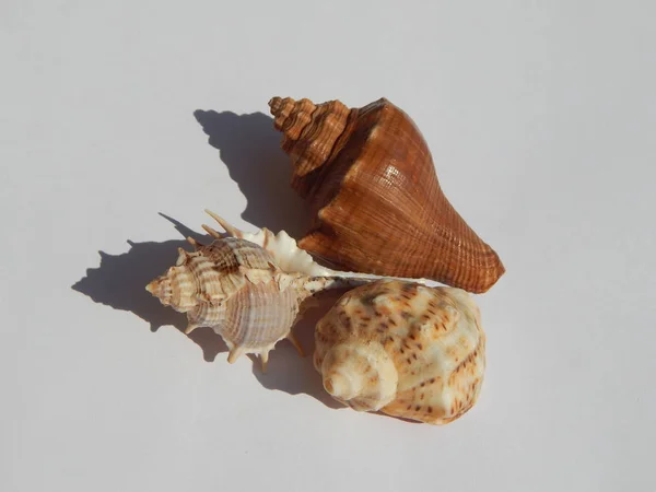 Conchiglie Del Mare Dell Oceano Sfondo Bianco — Foto Stock