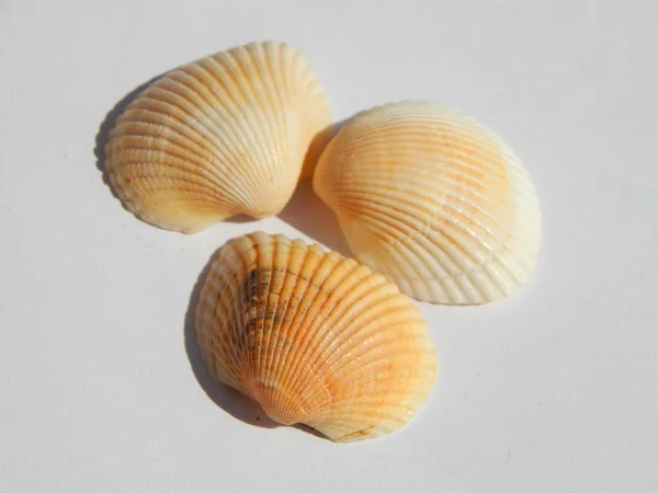 白色背景的海壳和海洋壳 — 图库照片