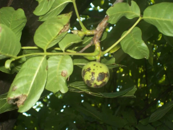 Vecchi Ortaggi Giardino Frutta Piante — Foto Stock