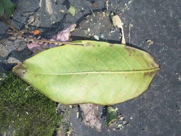 古い庭の野菜 — ストック写真