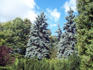 Park Peyzaj sanat bahçe tasarımı