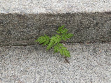 Park Peyzaj sanat bahçe tasarımı