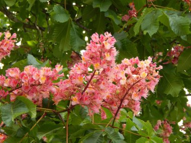 Park Peyzaj sanat bahçe tasarımı