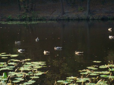 Nehir ve göllerde kırsal